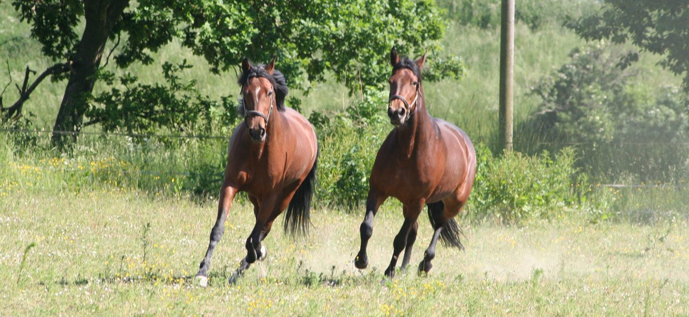 Travtränare Morgan Ivarsson